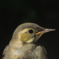 Молодая белая трясогузка(Motacilla alba) :: Иван 