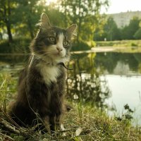 Васька наслаждается пейзажем Воронцовского сквера :: Роман Алексеев