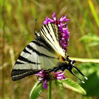 Подали́рий — бабочка семейства парусников (Papilionidae) :: ivan 