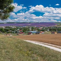 Вид на лавандовое поле в Тургеневке :: olaf_rogers Нефотографов