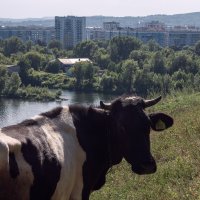 Коровья романтика :: Валерий Михмель 
