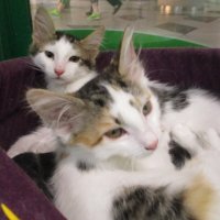 Котятки в добрые ручки,брат с сестрой. :: Зинаида 