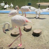 Лебеди и фламинго :: Нина Бутко