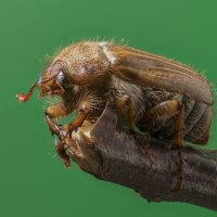майский жук :: Максим Вышарь