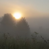 Туман. :: Людмила 