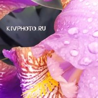 Цветы :: KIV PHOTO.RU 