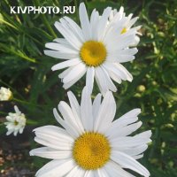 Цветы :: KIV PHOTO.RU 