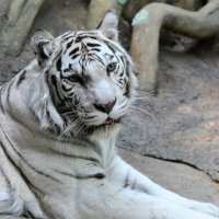 Белый тигр :: Константин Анисимов
