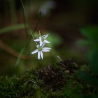 Звездчатка :: Оксана Галлямова