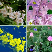 Разноцветье весны :: Нина Бутко