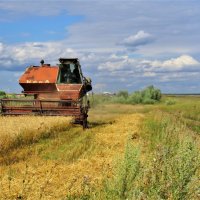 уборка зерновых :: НАТАЛЬЯ 