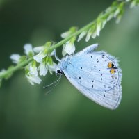 Кусочек голубого неба :: Marina Khilko