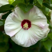 hibiscus :: Zinovi Seniak