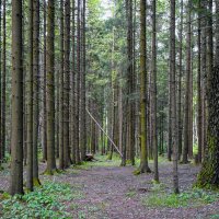 trees :: Zinovi Seniak