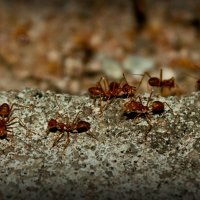 муравьишки :: Katrin Anchutina