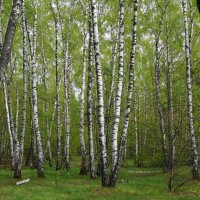 березки в Кузьминском лесу :: Рустам 