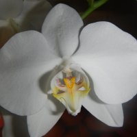 орхидея :: Елена 