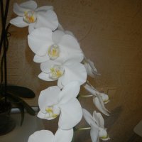 Моя белая орхидея :: Елена 