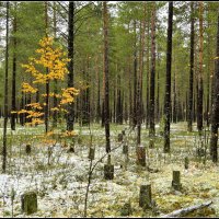 Нетронутая :: Василий Хорошев