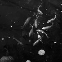 рыбки в космическом соусе XD :: Саша Ниманд