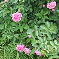Розы в Ботаническом саду. 3 :: Nonna 