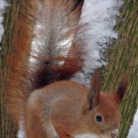 Winter Squirrel :: Roman Ilnytskyi