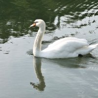 Белый лебедь на пруду... :: Nonna 