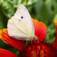 Счастье как разноцветная бабочка, может и улететь, а можно впоймать и никогда не отпускать… :: Любовь Зайцева