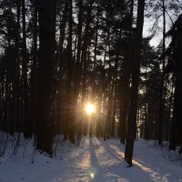 Зима в лесу :: Ekaterina Voronov@
