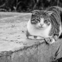 Уличная кошка :: Иван Загайнов