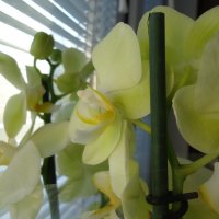 Нежные орхидеи :: Christina Batovskaya