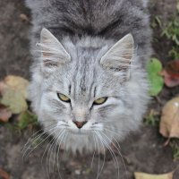 Наш кот :: Юлия Павлова