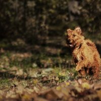 С низкого старта :: Наталия Шишкина