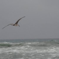 море, чайка, дождь :: Oksana 