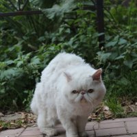 Злой кот :: Васька Пупкин