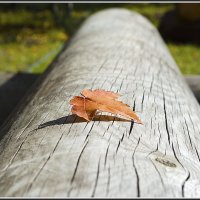 УНЕСЁННЫЙ ВЕТРОМ. :: ЛЮБОВЬ ВОЛГИНА