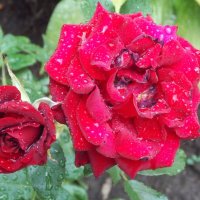 Розы в дождливый день. :: Евгения Мельникова