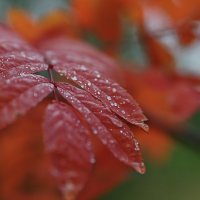leaves of mountain ash red :: Дмитрий Карышев