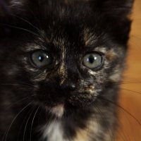 Котёнок :: Марина Захарина