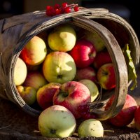 корзинка с яблоками :: Нина Калитеева