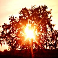 Солнечное дерево :: Ирина 