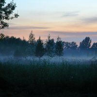 Три берёзки в тумане :: Ксения Соварцева