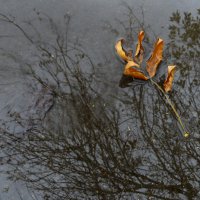 Жёлтый листик на воде :: Алексей 