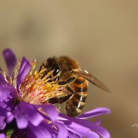 Пчела :: Андрей Белозор
