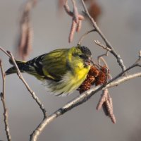 Чиж, самец :: Марина Напылова