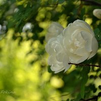 Розы :: Juliya Fokina