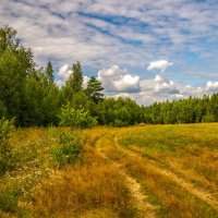 По тропинке в лес .... :: Андрей Дворников