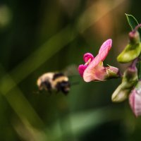 Башмачки для шмелика. :: Владимир Безбородов