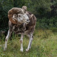 Аргали :: SanSan 