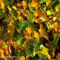 Жёлтые листья в конце июля  - предвестники осени.   (Снято на Canon EOS D60 и объектив Юпитер 37А) :: Анатолий Клепешнёв